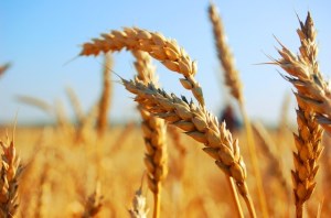 На сибирской бирже пшеница третьего класса подорожала до 6 тыс рублей