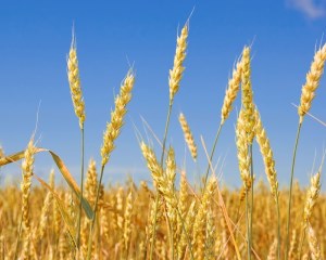 Иркутская область рассчитывает поставлять в Китай до 110 тыс. тонн зерна