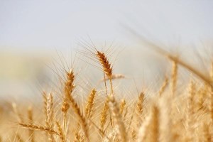 Международные цены на зерновые культуры продолжили рост в феврале - ФАО