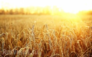Минсельхоз РФ не исключает продления действия нулевой пошлины на экспорт пшеницы