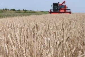 Фузариозное зерно в 2016 г. выявлено в трех федеральных округах России