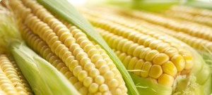 К 2027 году в США ожидается снижение площадей сева кукурузы и пшеницы