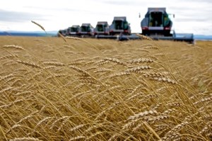 Экспорт пшеницы из РФ с начала сезона вырос на 11% и превысил 5 млн тонн - Минсельхоз