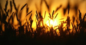 Интервенционную пшеницу отдают московским переработчикам