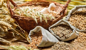 Европа ожидает рекордный урожай пшеницы