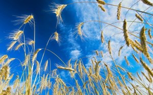 Ход ярового сева: на 16 мая зерновыми засеяно 55% площадей, МСХ РФ
