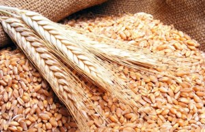 Минсельхоз России: порядка 960 тыс. тонн зерна согласовано к вывозу по льготному железнодорожному тарифу