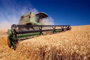 14 февраля котировки пшеницы в США сохранили тренд роста, а во Франции замерли на месте
