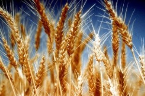 Египет закупил еще 355 тыс. тонн пшеницы из России