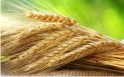 Минсельхоз РФ считает использование зерна на корм для скота приоритетнее экспорта