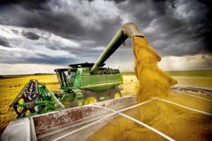 Корректировка цен на зерно в России незначительна