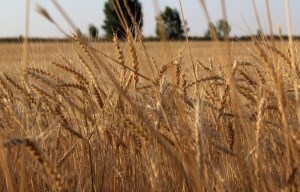 Иран увеличил экспорт пшеницы по весу и стоимости