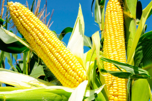 Экспорт бразильской кукурузы сократится вдвое - МСЗ