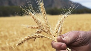 Казахстан: С 20 по 27 января на ЕТС продали 40691 тонну пшеницы 3 класса и 5000 тонн ячменя