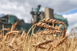 Эксперты назвали подходящие районы для зерновых на Кубани