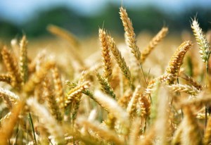 Амурская область намерена поставлять зерно в Китай