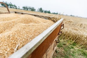 Мировые цены на пшеницу могут вырасти вдвое
