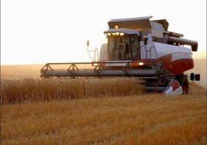 Экспорт зерна из РФ в 2014/15 сельхозгоду может достигнуть рекордных 32 млн тонн