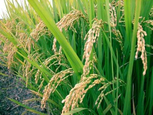 Гана наращивает производство риса