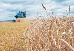 Мировое потребление фуражного зерна в 2015-16 МГ достигнет 1,282 млрд тонн