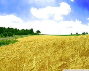 ЕС: На 22 млн. тонн зерна больше, чем в 2013 году