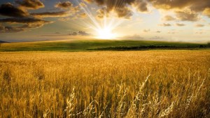 Минсельхоз ожидает в 2016 году не менее 104 млн тонн урожая зерна
