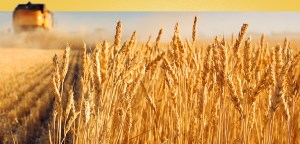 IGC повысил прогноз экспорта зерна для России и Украины, а для Казахстана оставил прежним