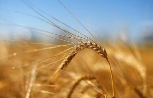 Минсельхоз предложил снизить закупочные цены на зерно урожая 2015 года
