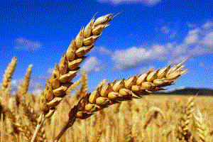 Экспорт отечественного зерна сократился на 4%