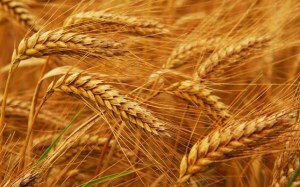 Египет в новом сезоне будет проводить госзакупки пшеницы по мировым ценам