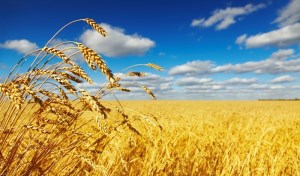 Лимиты на льготную перевозку зерна в России освоены на 24%