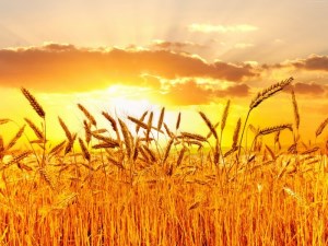 Экспорт ставропольского зерна увеличится в три раза
