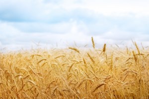 МСХ США увеличило прогноз урожая пшеницы в России, Украине и США