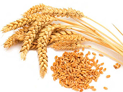 Красноярским аграриям компенсируют потерю зерновых из-за аномальной жары и града