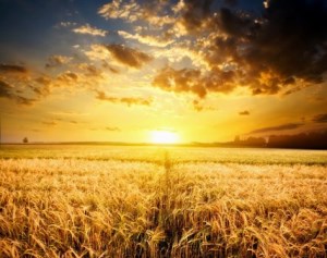 Донскую пшеницу покупают в 86 странах мира