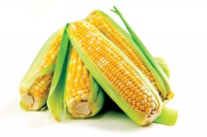 Урожай кукурузы сократится до 67 млн. тонн в текущем сезоне
