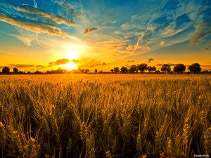 Минсельхоз РФ предлагает компенсировать плату за провоз зерна из регионов Сибири и Урала