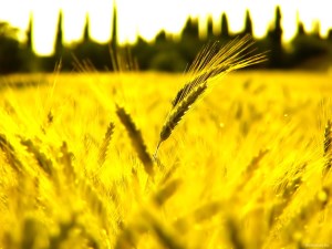 Аграриям Омской области предложили продавать зерно на бирже
