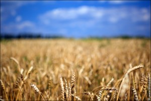 МСХ России предлагает снизить тарифы на ж/д перевозки зерна для ускорения экспорта