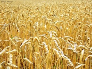 Минсельхоз: Закупочные интервенции зерна до-стигнут 4-4,5 млн тонн