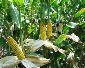 Мировой рынок зерна: котировки кукурузы снизились до 5-месячного минимума