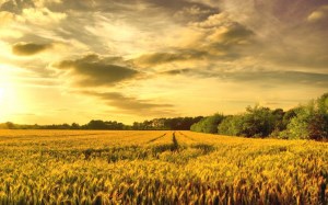 Экспортировано более 23 млн. тонн украинского зерна