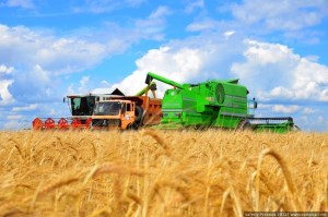 Качество пшеницы ставит под сомнение качество хлеба