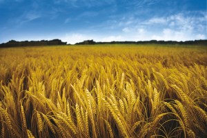 На казахстанской бирже торговля пшеницей увеличилась на 9%