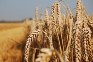 Кубань ждет большой урожай зерновых и зернобобовых