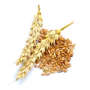 Казахстан: Динамика спроса на пшеницу на казахстанской бирже в июле шла на понижение - ЕТС