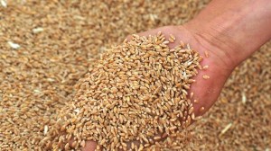 Египет отказался от партии пшеницы из Франции