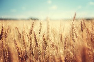 Дворкович: Россия останется ведущим экспортером зерна