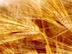 Холодная погода в США может повредить посевам зерновых культур