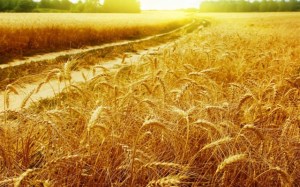 Казахстан вдвое увеличил экспорт зерна в Китай